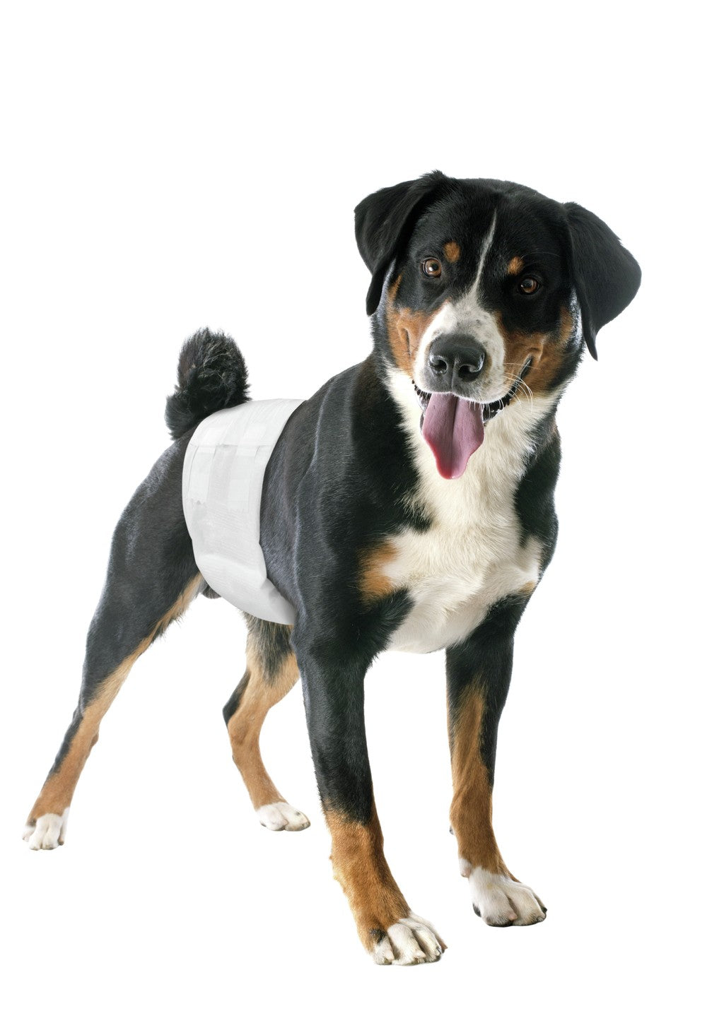 Camon Pannolini a Fascia Elastica per Cani Maschi Taglia L Camon Pannolini a Fascia Elastica per Cani Maschi Taglia L